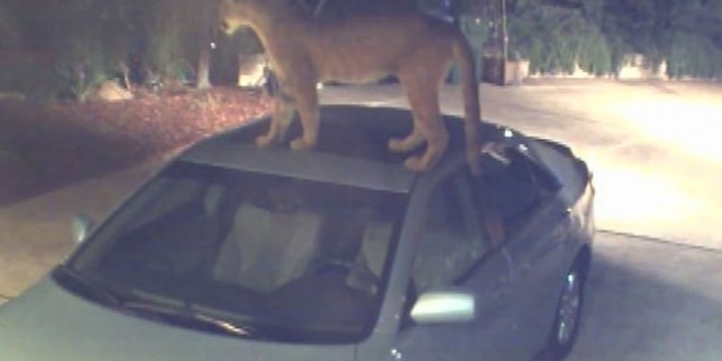 Mountain Lion On Car – Video (Watch)
