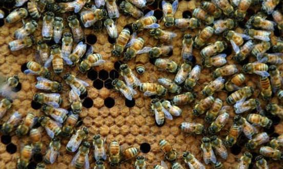 One killed, 1 critically injured in Douglas bee attack