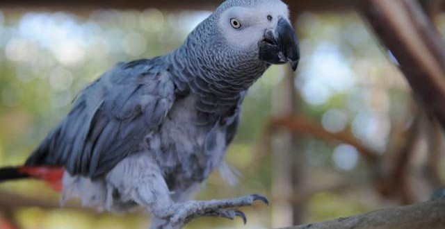 Parrot named Nigel with British accent disappears, returns speaking Spanish