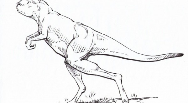 Prehistoric kangaroo was a walker, study finds