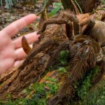 Puppy-sized spider surprises Researcher in rainforest
