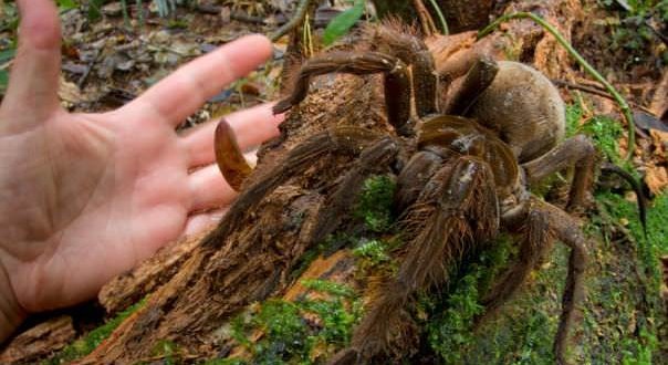 Puppy-sized spider surprises researcher in rainforest