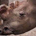 Rare White Rhino Dies in Kenya, Highlights Risk of Extinction