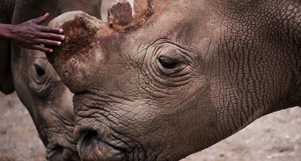 Rare White Rhino Dies in Kenya, Highlights Risk of Extinction