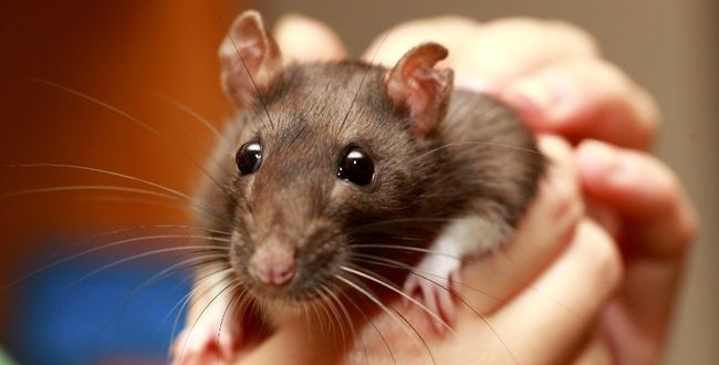 Researcher modelling robot with rat brain, human eyes : study shows