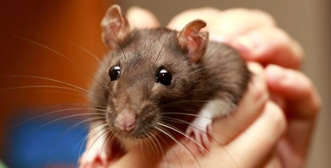 Scientist modelling robot with rat brain, human eyes