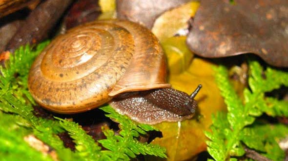 Researchers Discover New Hermaphrodite Snail Species in Taiwan