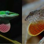Researchers amazed how quickly lizards evolved new feet
