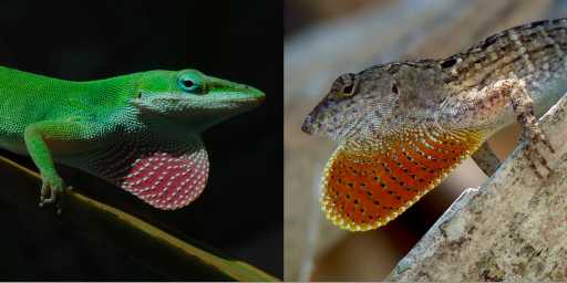 Researchers amazed how quickly lizards evolved new feet