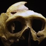 Researchers map DNA of 45000-year-old man from thigh bone