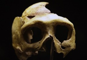 Researchers map DNA of 45000-year-old man from thigh bone