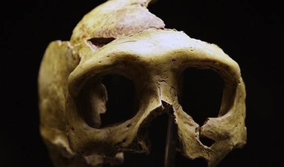 Researchers map DNA of 45000-year-old man from thigh bone