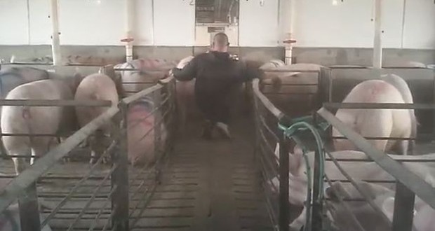 SPCA investigates hog mistreatment allegations (Video)