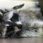 Saskatoon Couple fights to keep pet raccoon