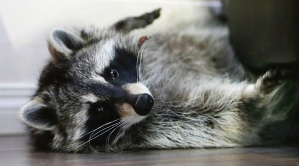 Saskatoon Couple fights to keep pet raccoon
