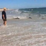 Shark Feeding Frenzy in North Carolina