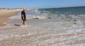 Shark Feeding Frenzy in North Carolina