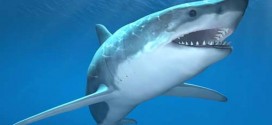 Sharks have personalities, new study says