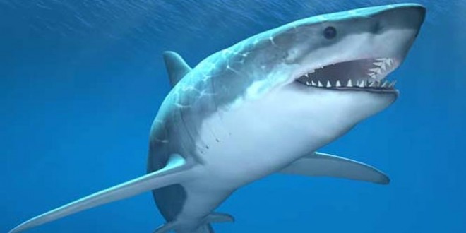 Sharks have personalities, new study says