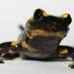 Skin-eating fungus imperils world's salamanders, New Study