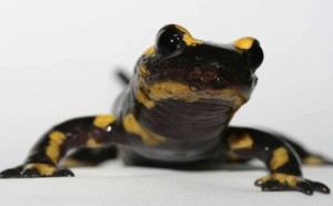 Skin-eating fungus imperils world's salamanders, New Study