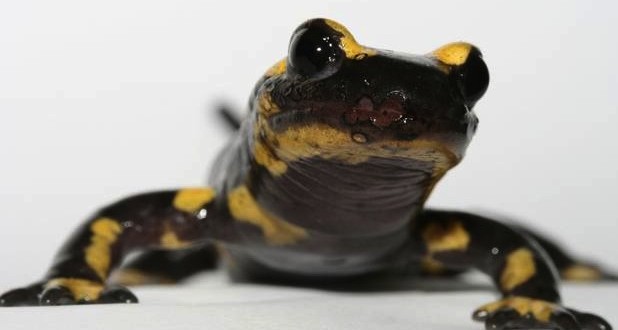 Skin-eating fungus imperils world’s salamanders, New Study
