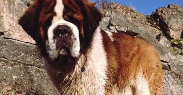 St. Bernard ‘Tzouhalem’ missing after truck theft in Chinatown