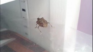 Stink bugs invade Michiana homes