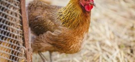 Teens Arrested In Killing Of 920 Chickens With Golf Club