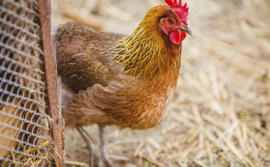 Teens Arrested In Killing Of 920 Chickens With Golf Club (Video)