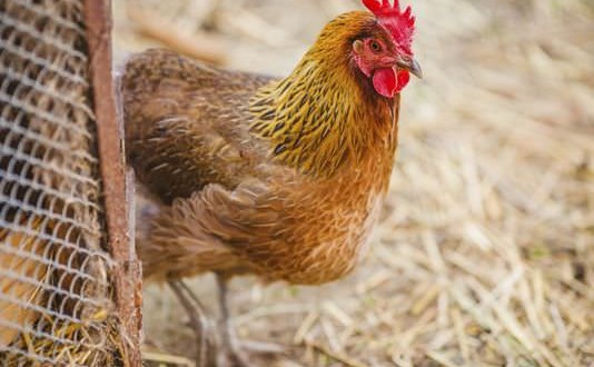 Teens Arrested In Killing Of 920 Chickens With Golf Club