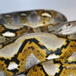 Thelma : Giant python has species' first ever 'virgin birth'
