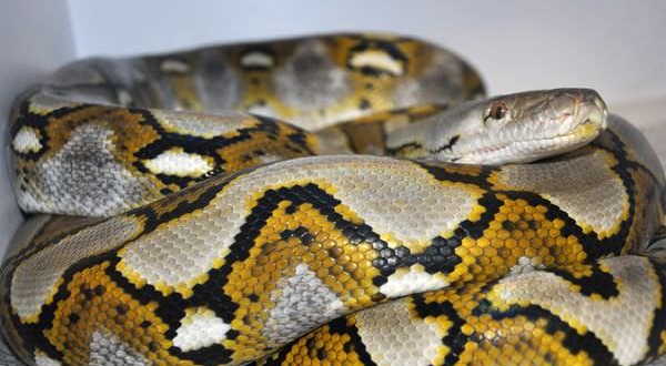 Thelma : Giant python has species' first ever 'virgin birth'