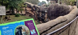 Three-year-old falls into jaguar exhibit at Little Rock zoo