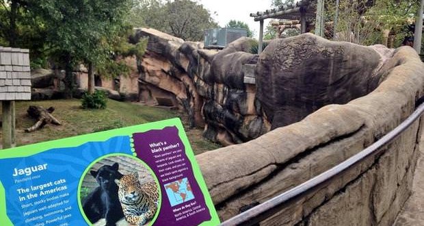 Three-year-old falls into jaguar exhibit at Little Rock zoo