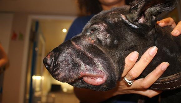 Toronto : Abused dog euthanized by Animal Services