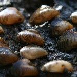 UK : Warning as alien mussels found near Heathrow airport