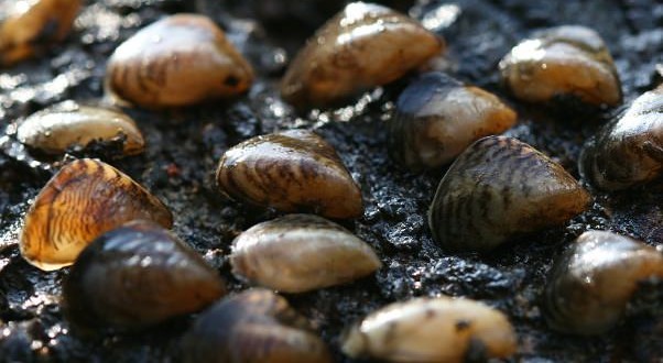 UK : Warning as alien mussels found near Heathrow airport