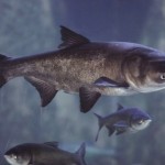US : Asian carp DNA found in Fox River