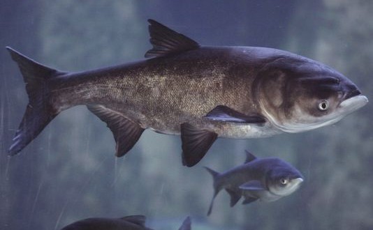 US : Asian carp DNA found in Fox River