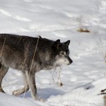 US : Two wolf harvest zones remain open