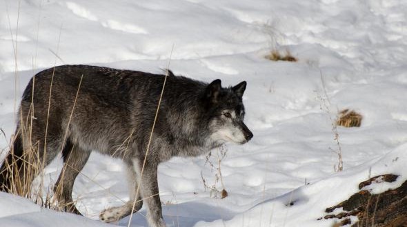 US : Two wolf harvest zones remain open