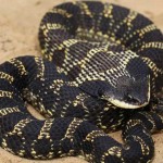 UTRCA Biologist Looking for Harmless Hog-nosed Snake