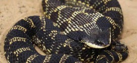 UTRCA Biologist Looking for Harmless Hog-nosed Snake