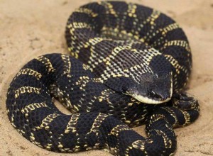 UTRCA Biologist Looking for Harmless Hog-nosed Snake