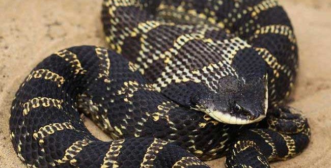 UTRCA-Biologist-Looking-for-Harmless-Hog-nosed-Snake