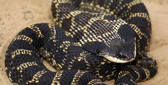 UTRCA Biologist Looking for Harmless Hog-nosed Snake