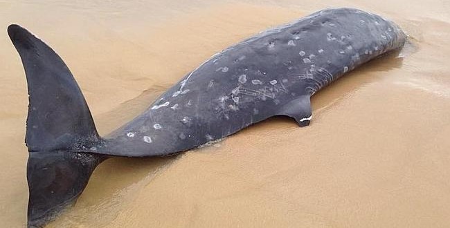 Very Rare Beaked Whale Washes Up in Australia