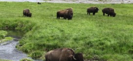 Wildlife reserve won’t get Yellowstone bison, Report