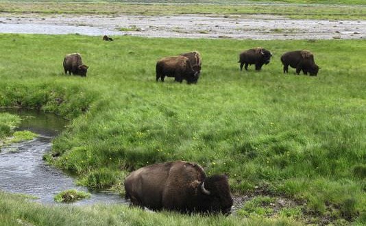 Wildlife reserve won’t get Yellowstone bison, Report